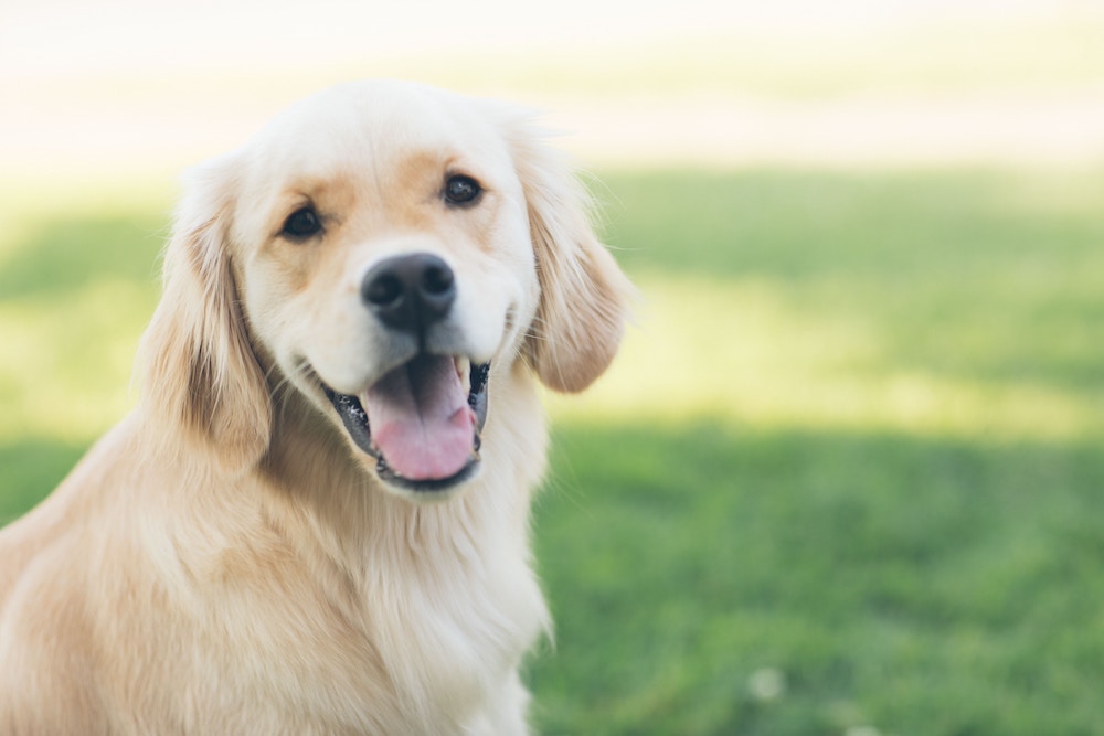 How To Stop A Barking Dog