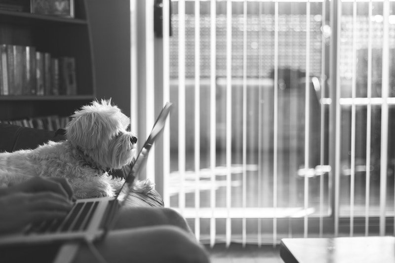 Happy dog checking out the best house sitting websites on a house sitters lap