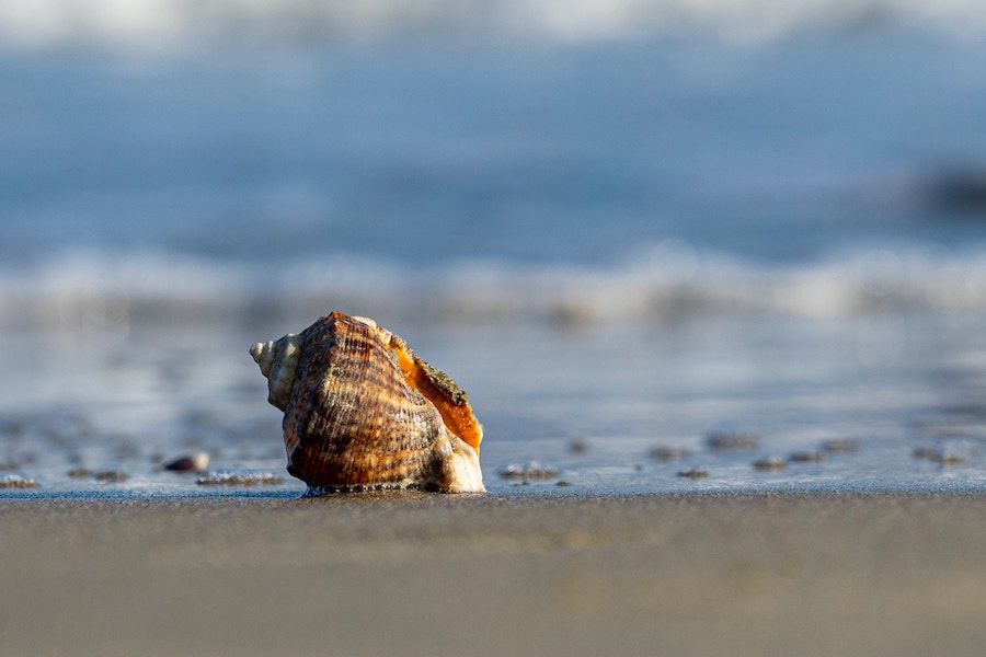 Conch Shell