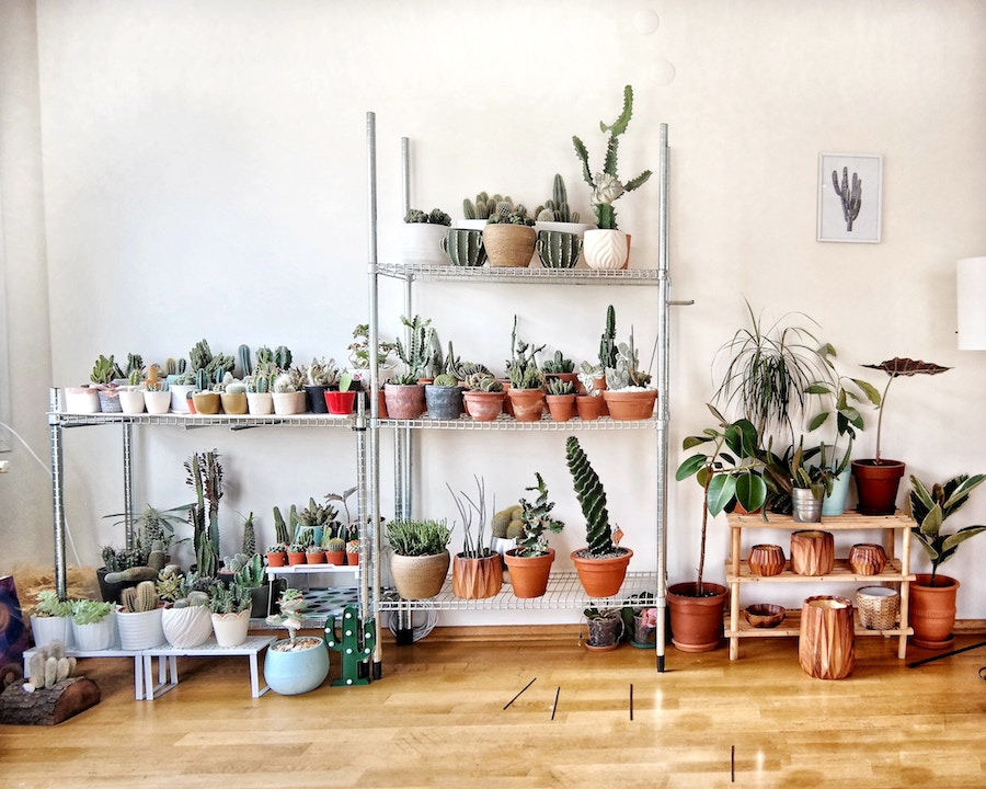 Plant Sitting Tips