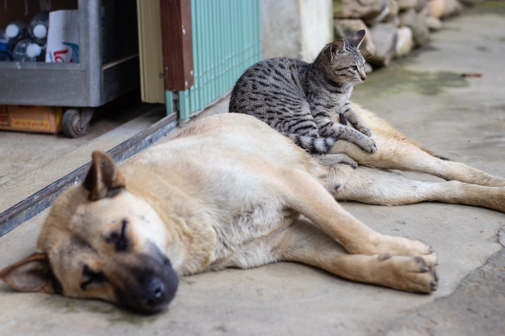 The Right House Sitting Service