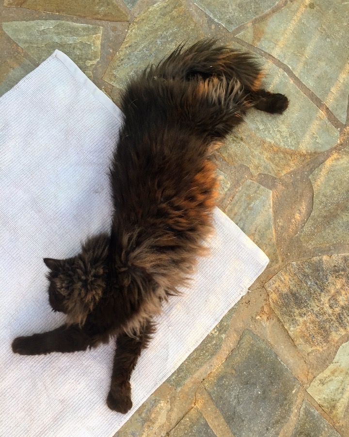 Cat Sitting Psi Psi in Porto Rafti Greece