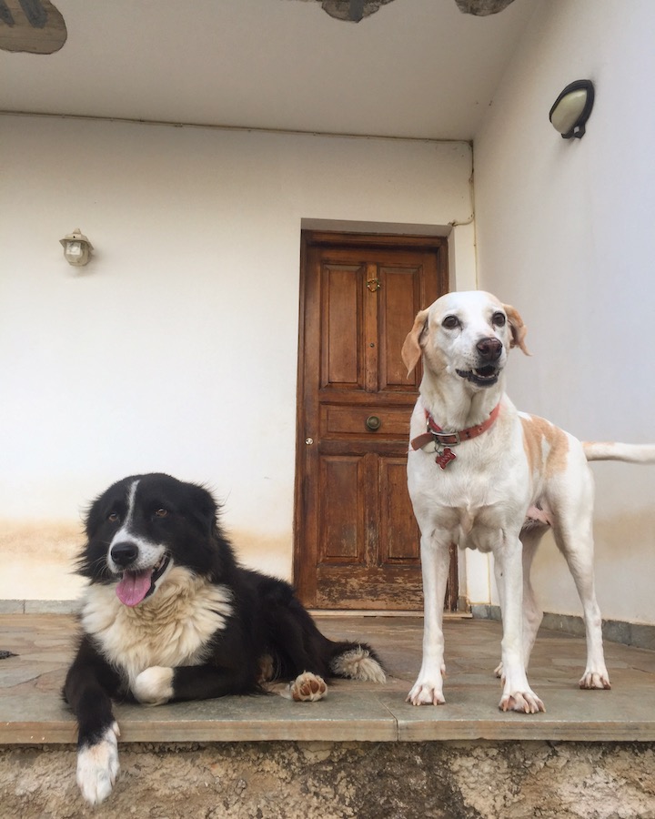 Dog Sitting Zorro and Sunny in Greece