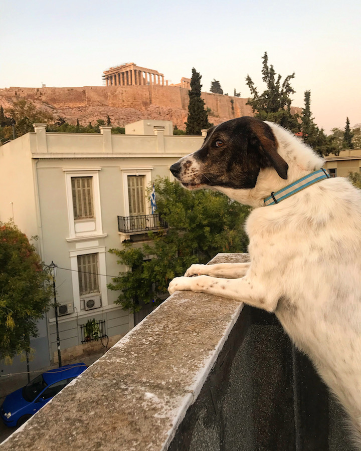 House Sitting in Athens, Greece
