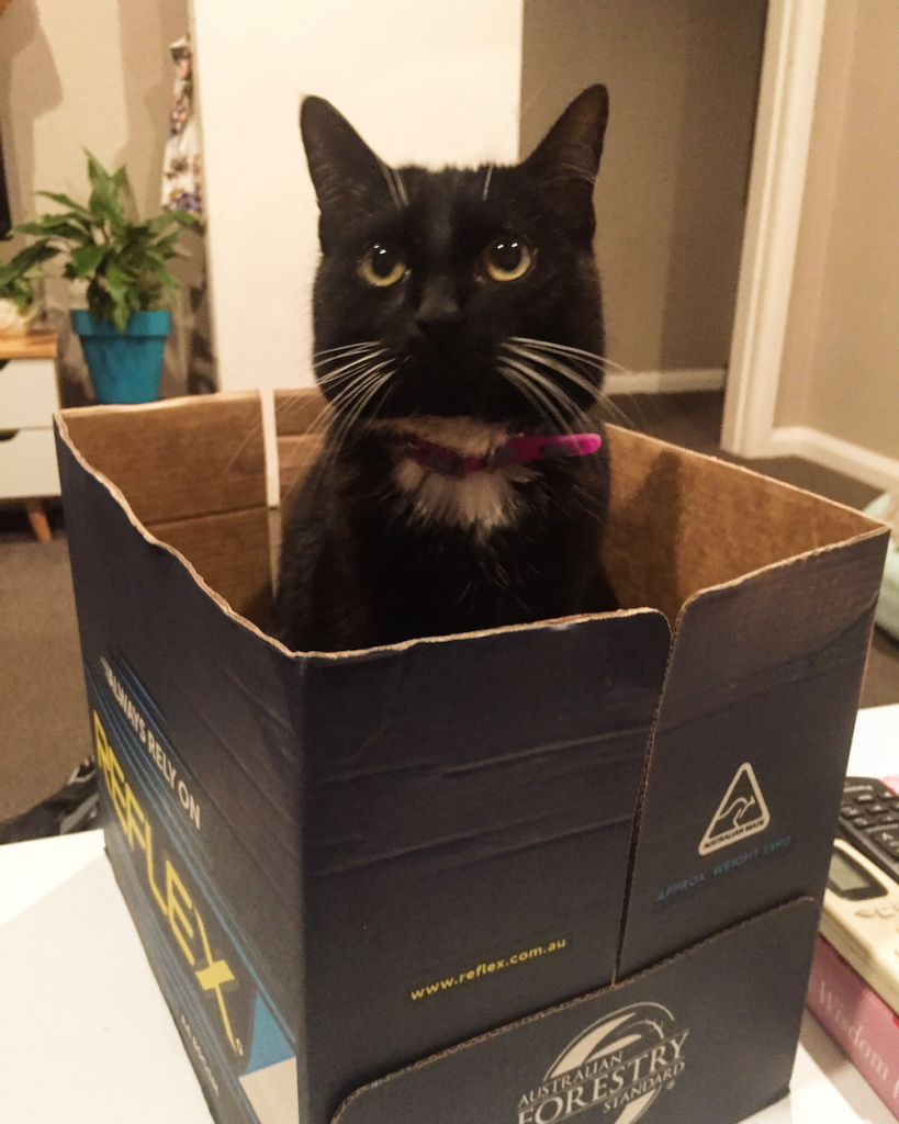 House sitting Pippy the cat in New Zealand