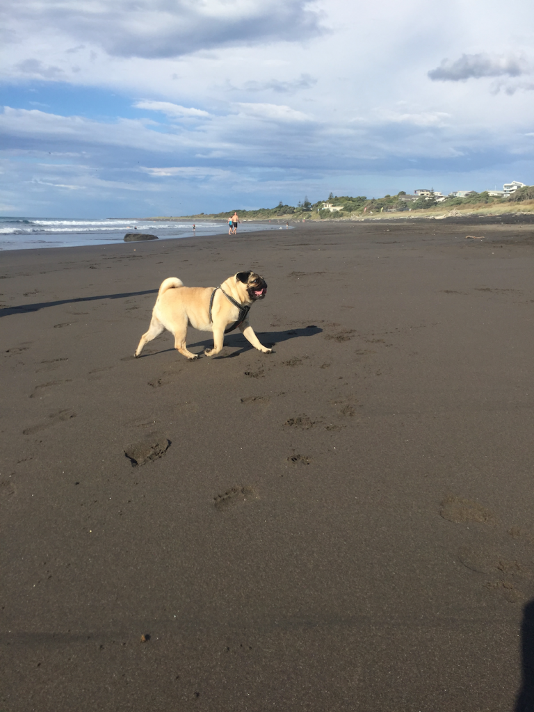House sitting Ruby the Pug in New Plymouth New Zealand