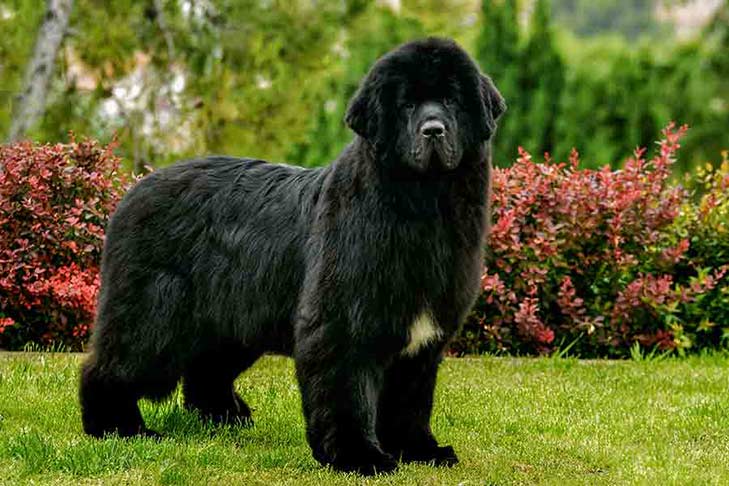 House Sitting A Newfoundland Dog in New Zealand