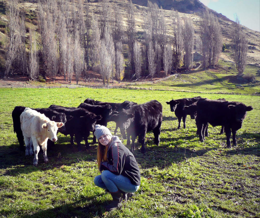 Michelle cow sitting in Wanaka