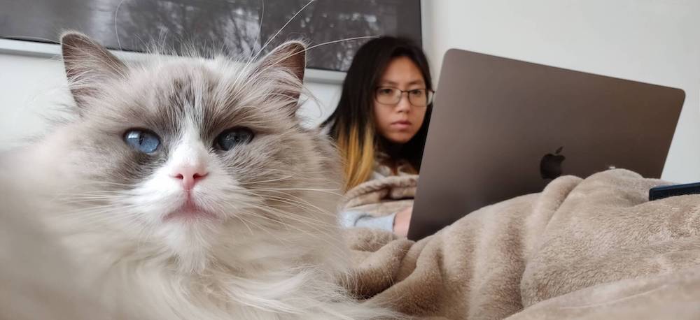 Hyekyong cat sitting